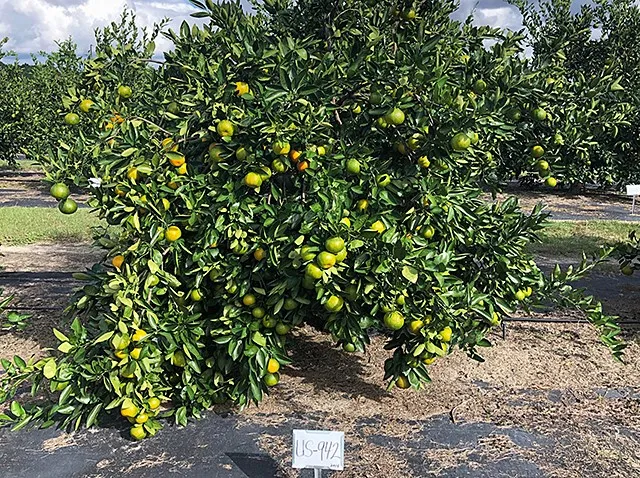 HLB Resistant Citrus Rootstock