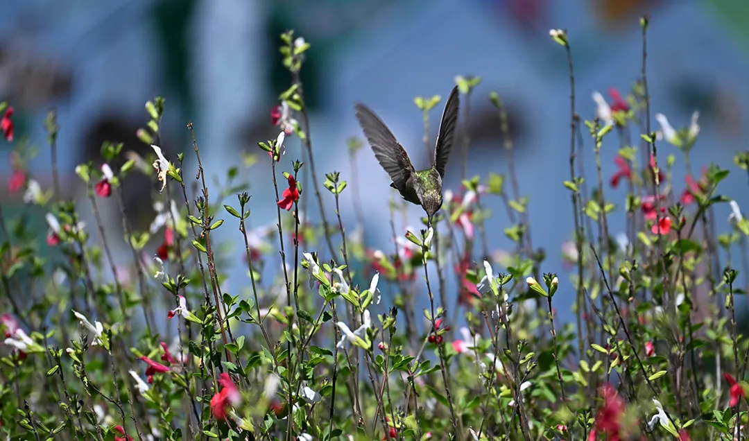 Wings up, a hummingbird nectars on flowers in the UC Davis Bee Haven.