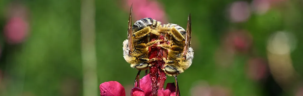 Male longhorn bees sleeping on gaura. (Photo by Kathy Keatley Garvey)