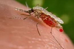 Malaria mosquito
