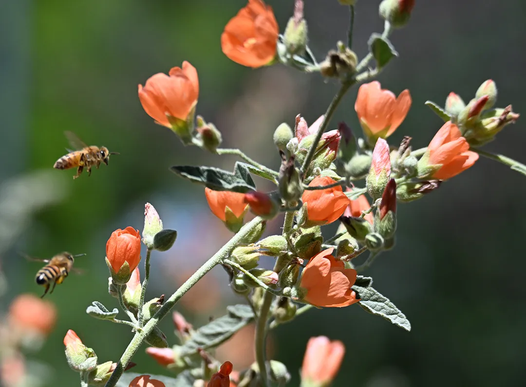 Two honey bees heading for an orange sage, Sage ‘May Night” 