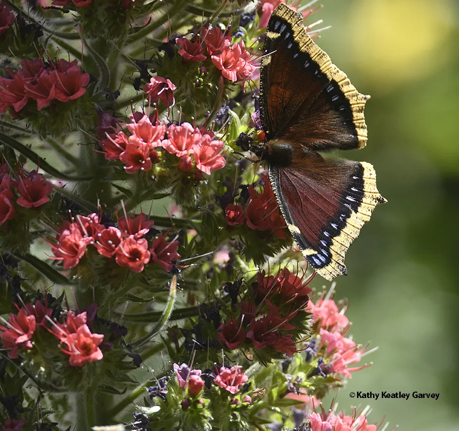 A mourning cloak foraging on the Tower of Jewels, Echium wildpretii. (Photo by Kathy Keatley Garvey)