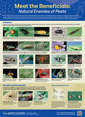 UCANR poster of natural enemies -- photos and short descriptions