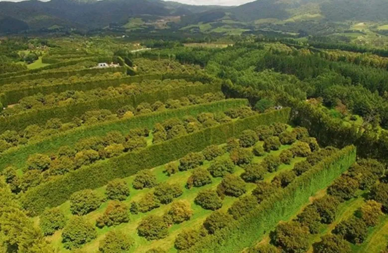 New Zealand Paddocks