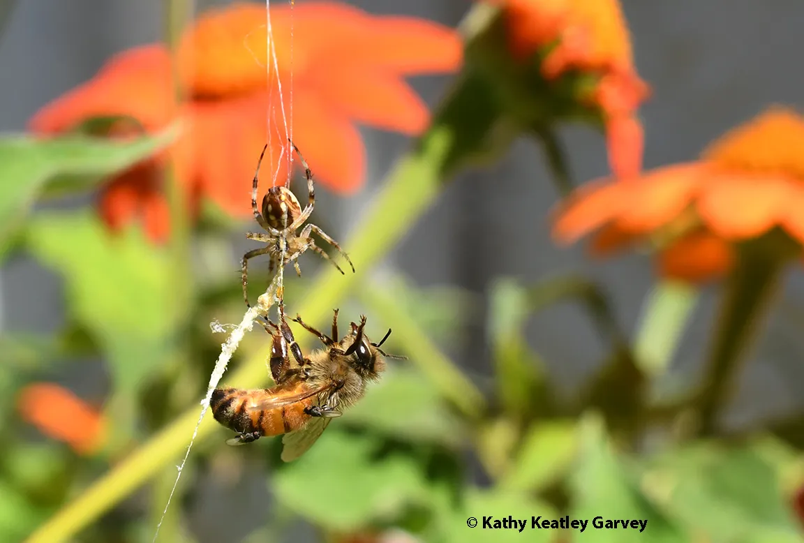 An orbweaver nails its prey, a honey bee, in its sticky web.