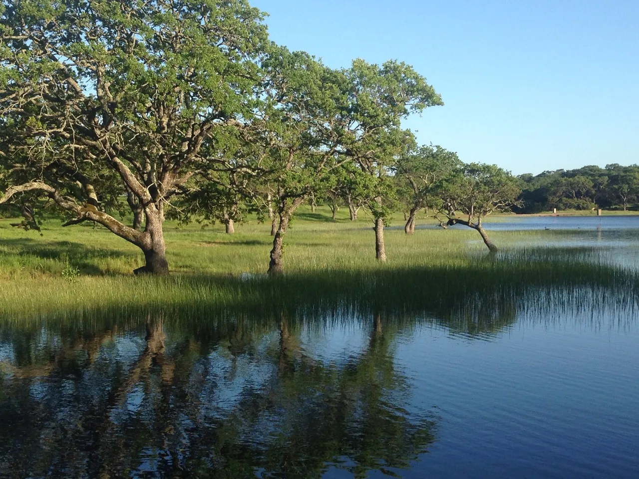 Blue oak overlooking the waters edge of a lake