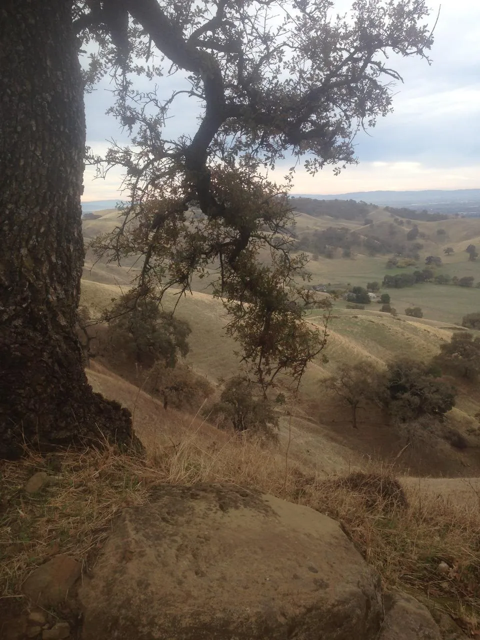 dormant blue oak's limb reaching to the ground