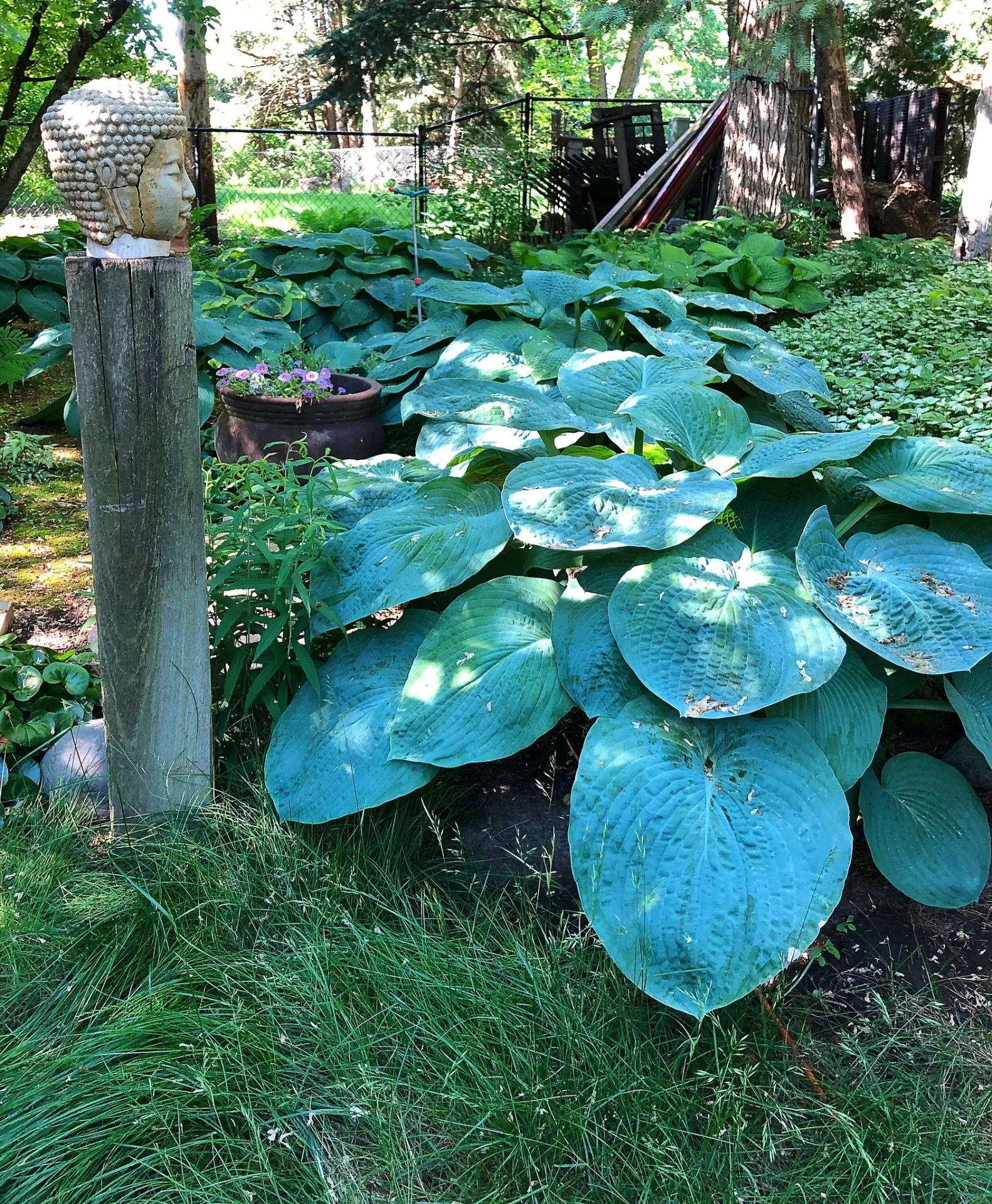 a buddas head overlooks large, green-blue hostas in the dappled shade