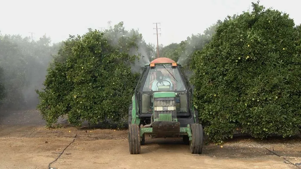 Machine spraying citrus trees
