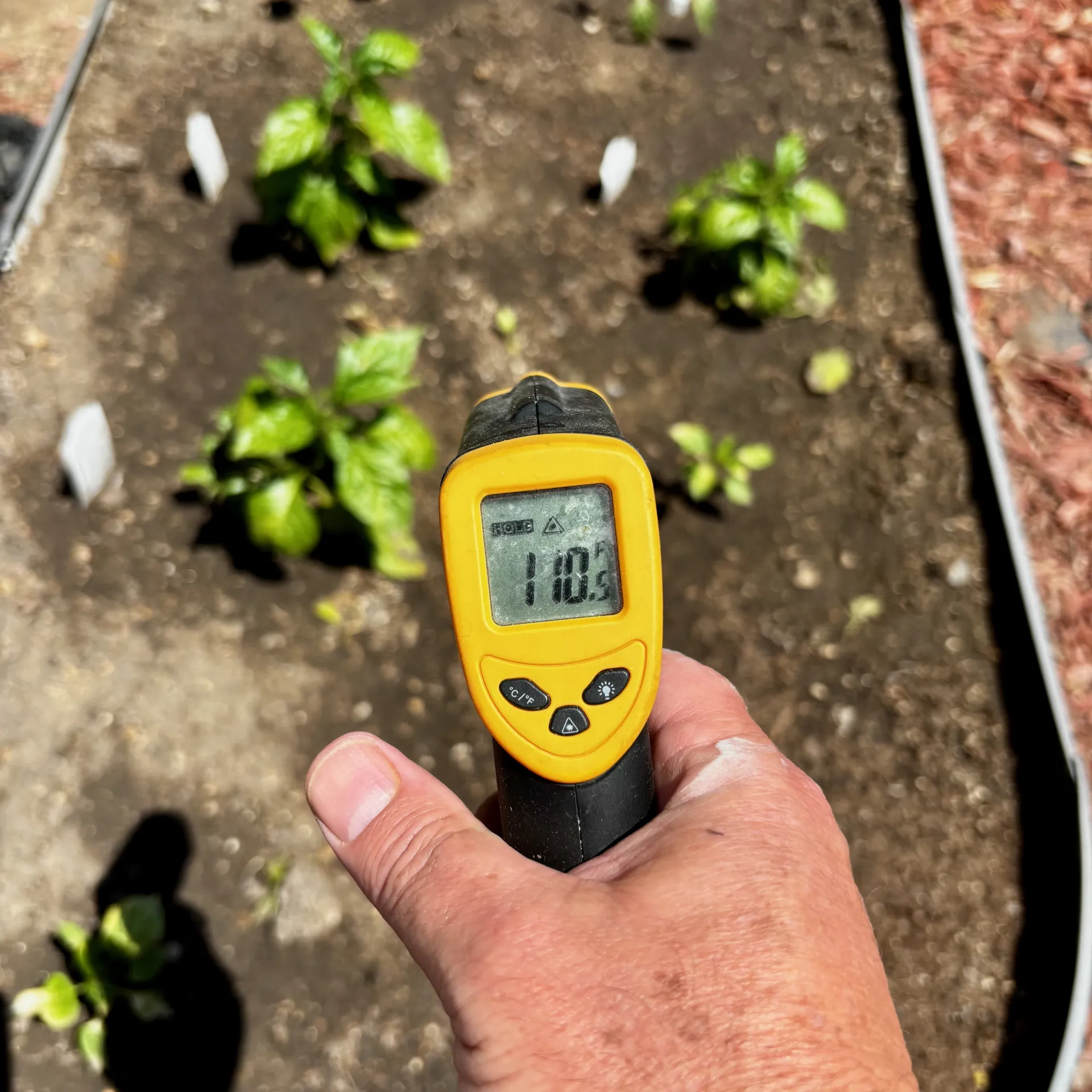 A thermal gun pointing at a garden bed registering 110 degrees F.