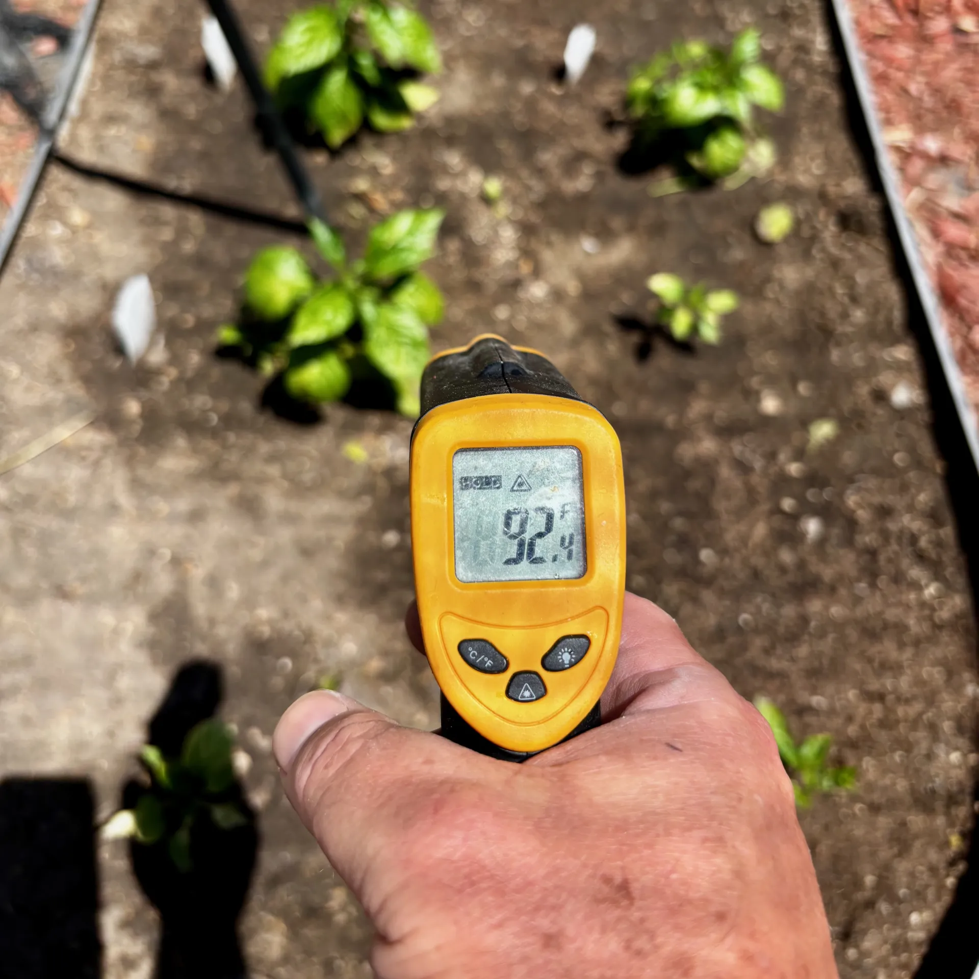 A thermal gun pointing at a garden bed registering 92 degrees F.