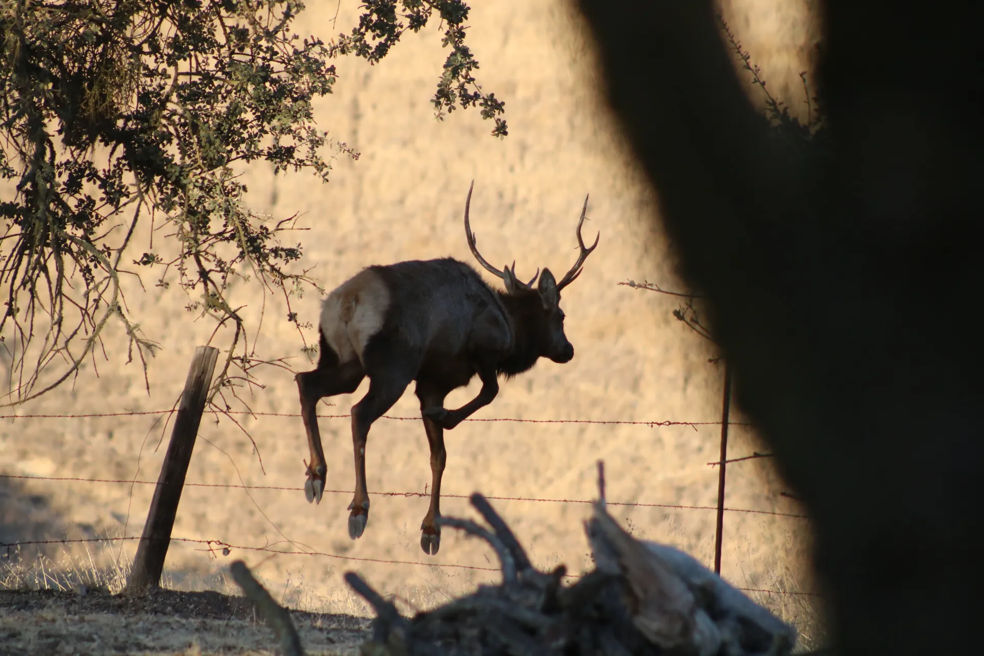 A tule elk hops over a fence