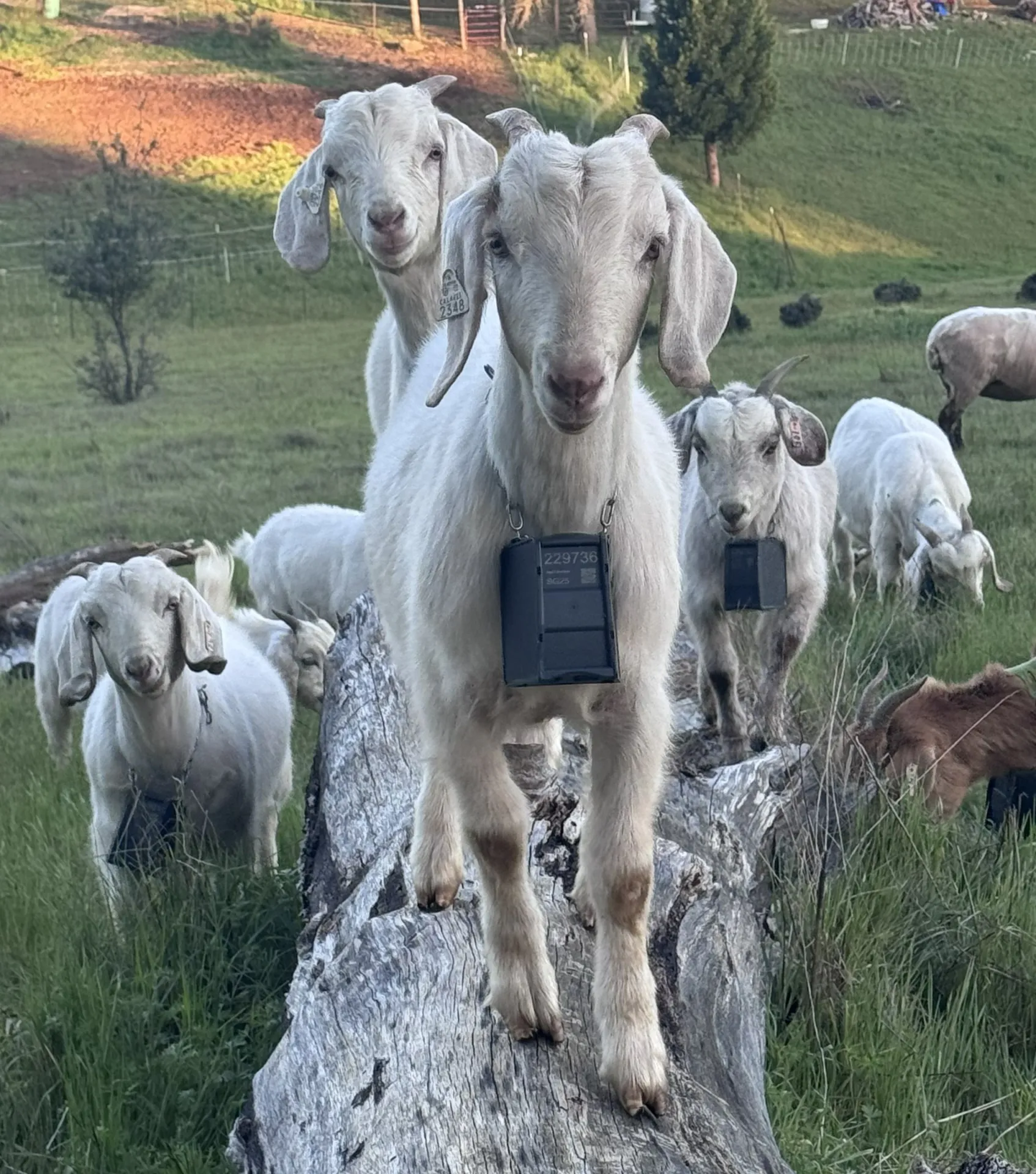 Goats grazing with virtual fence collars.