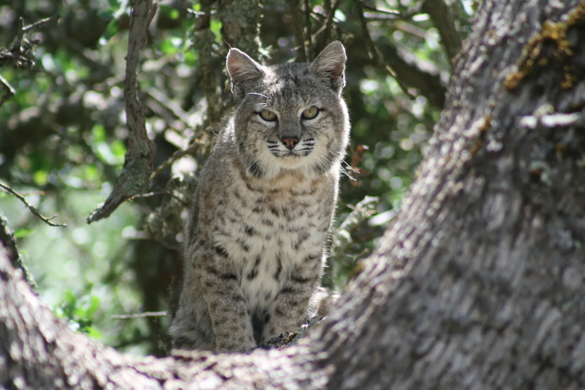 A bobcat walks toward the camera