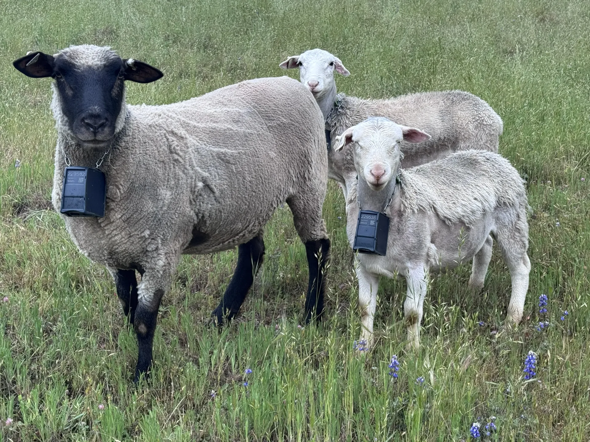Sheep grazing with virtual fence technology