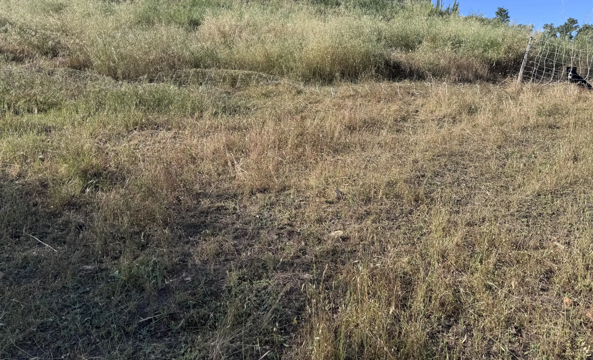 Fenceline comparison of grazed and ungrazed vegetation.