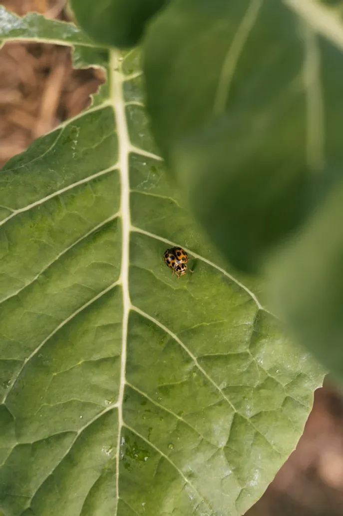 Ladybug on green vegetable leaf.