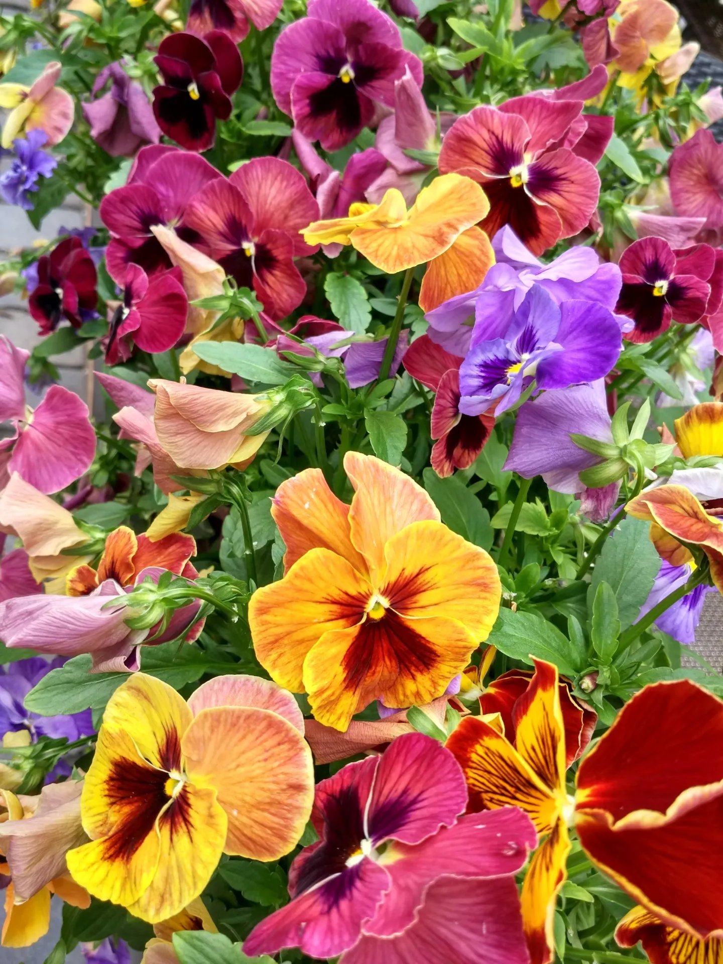 Pansies and Violas in the Garden