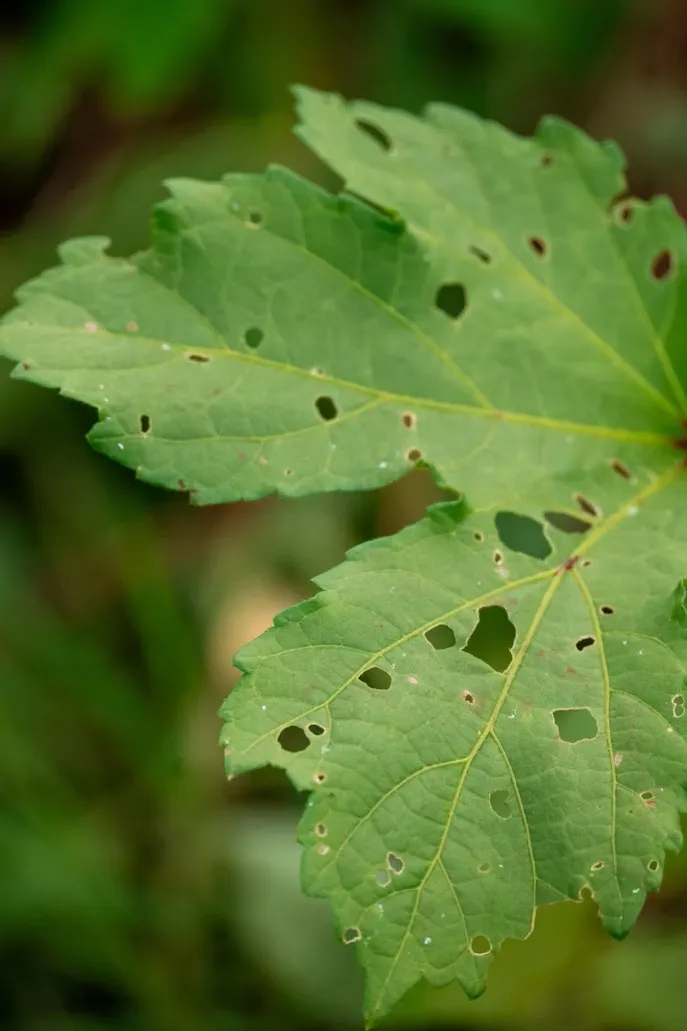 Green leaves with holes in a garden.