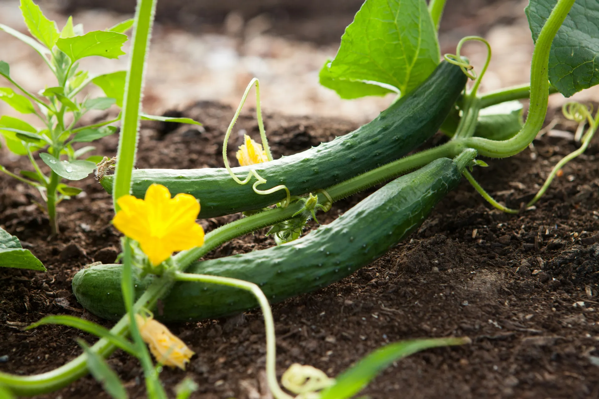 Cucumbers and flowers on vine in home garden
