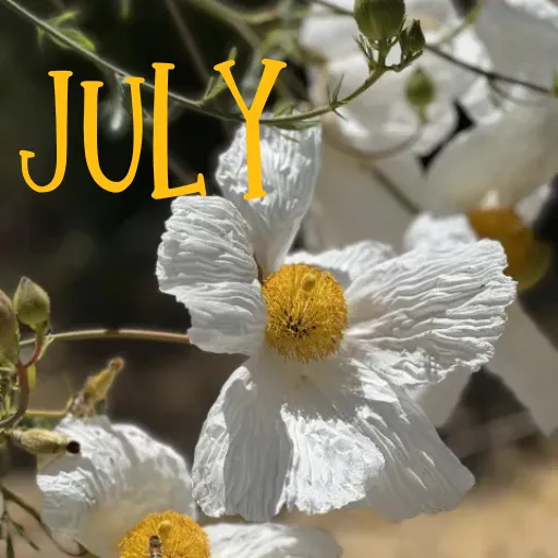 Matilija poppy background for July "What to do in the Garden" post