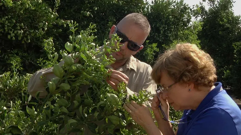 UCCE biologist inspecting citrus plant with specialist
