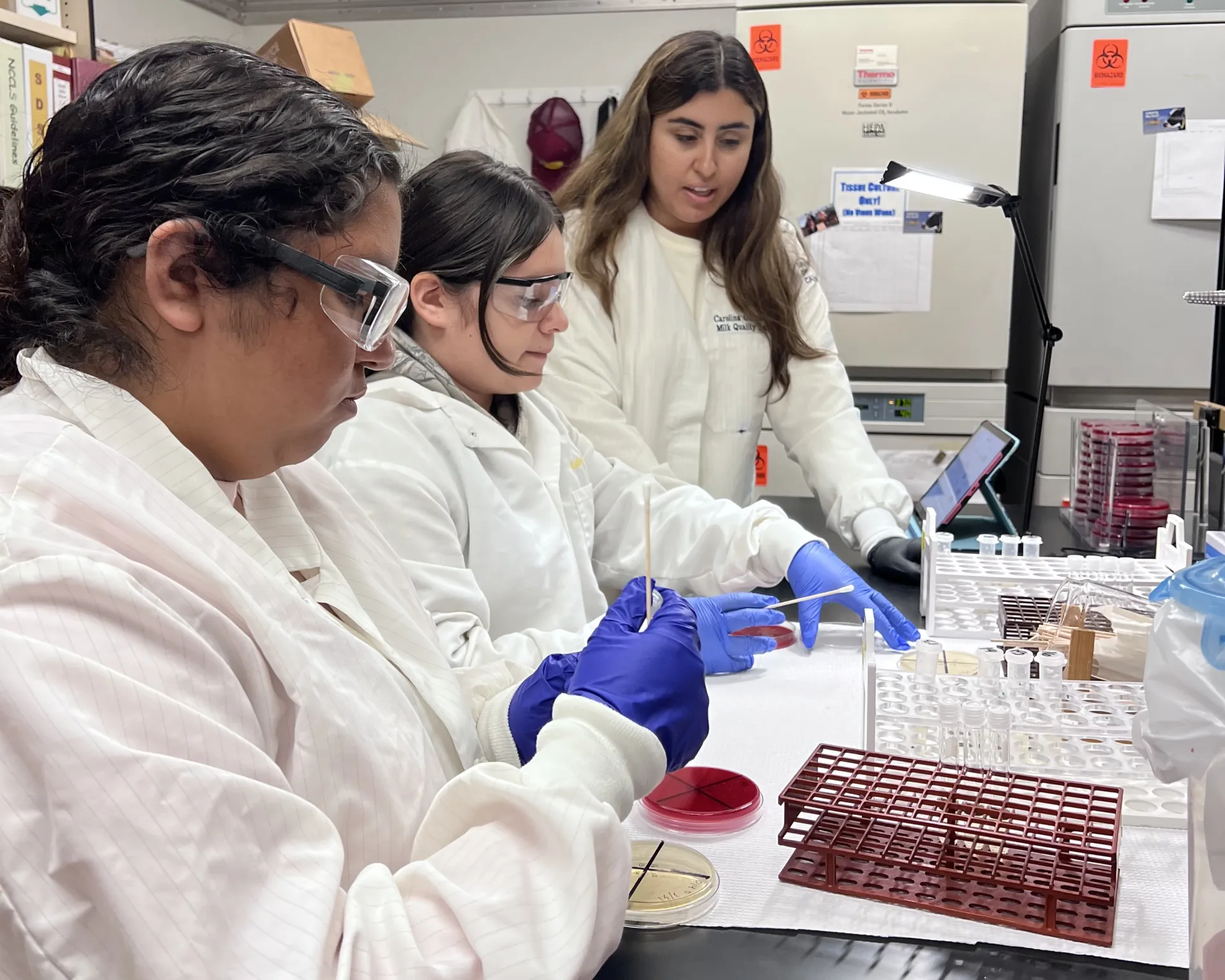 Three women in lab coats and goggles work in a milk quality lab on culture plates
