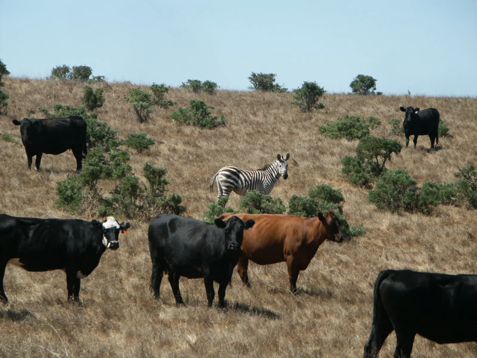 A zebra on a ranch with cattle