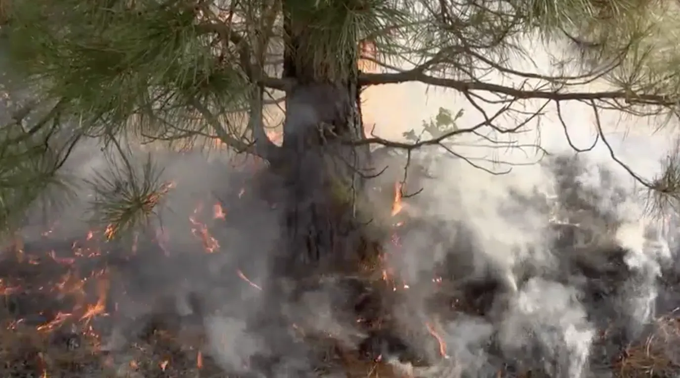 Flames licking base of tree