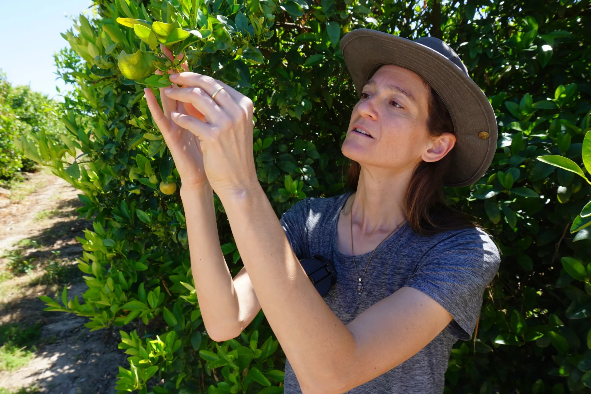 Sarah Weil looks at a leaf as she inspects trees on her Twin Tree Farms
