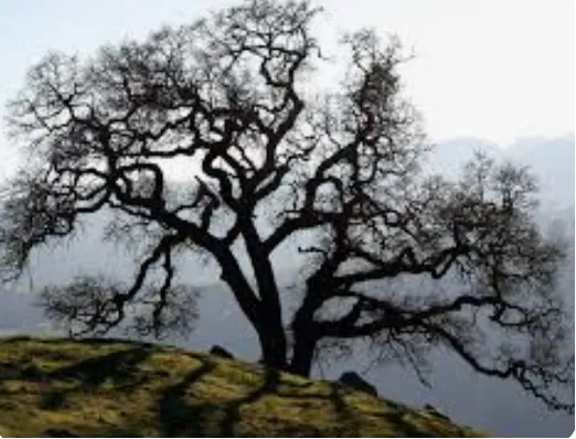 photo of one valley oak on a hillside