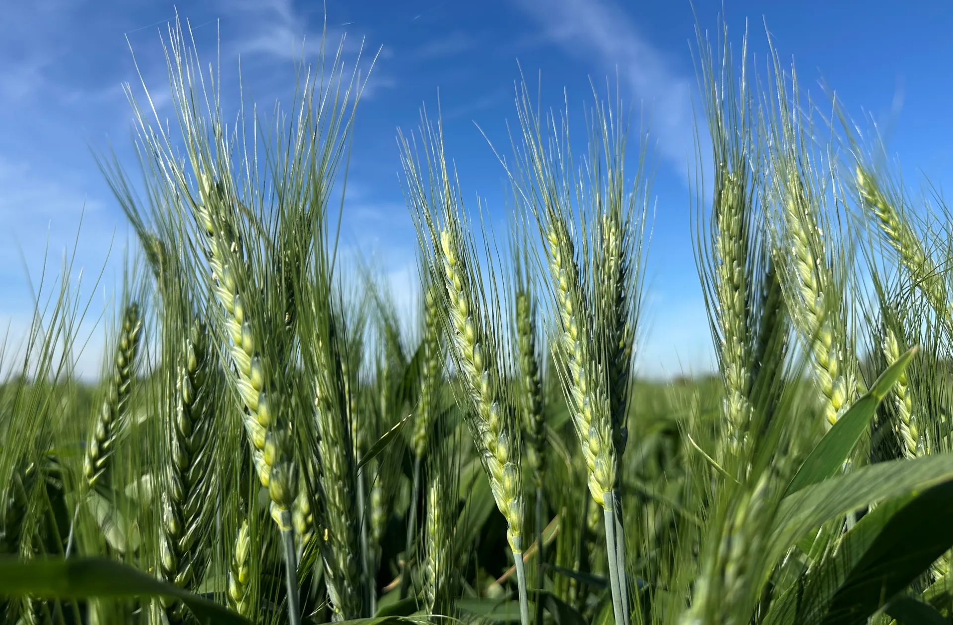 Wheat Heads or Spikes