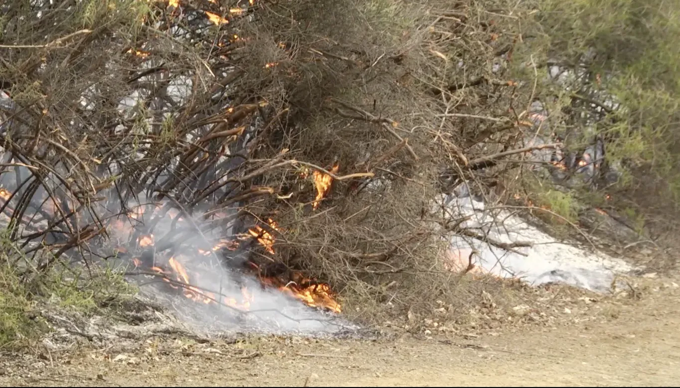 Wildfire in shrubs