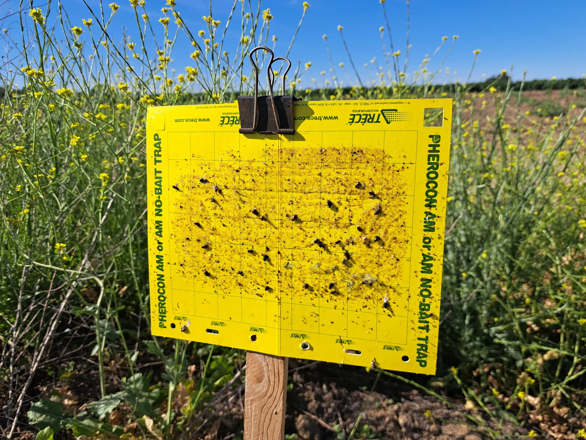 Yellow sticky card in front of mature flowering mustard, with a large abundance of thrips on it