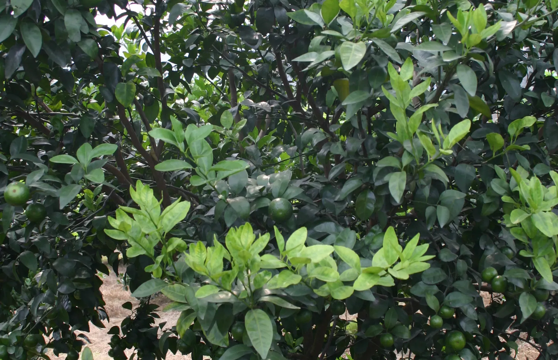 Yellow shoots due to huanglongbing disease