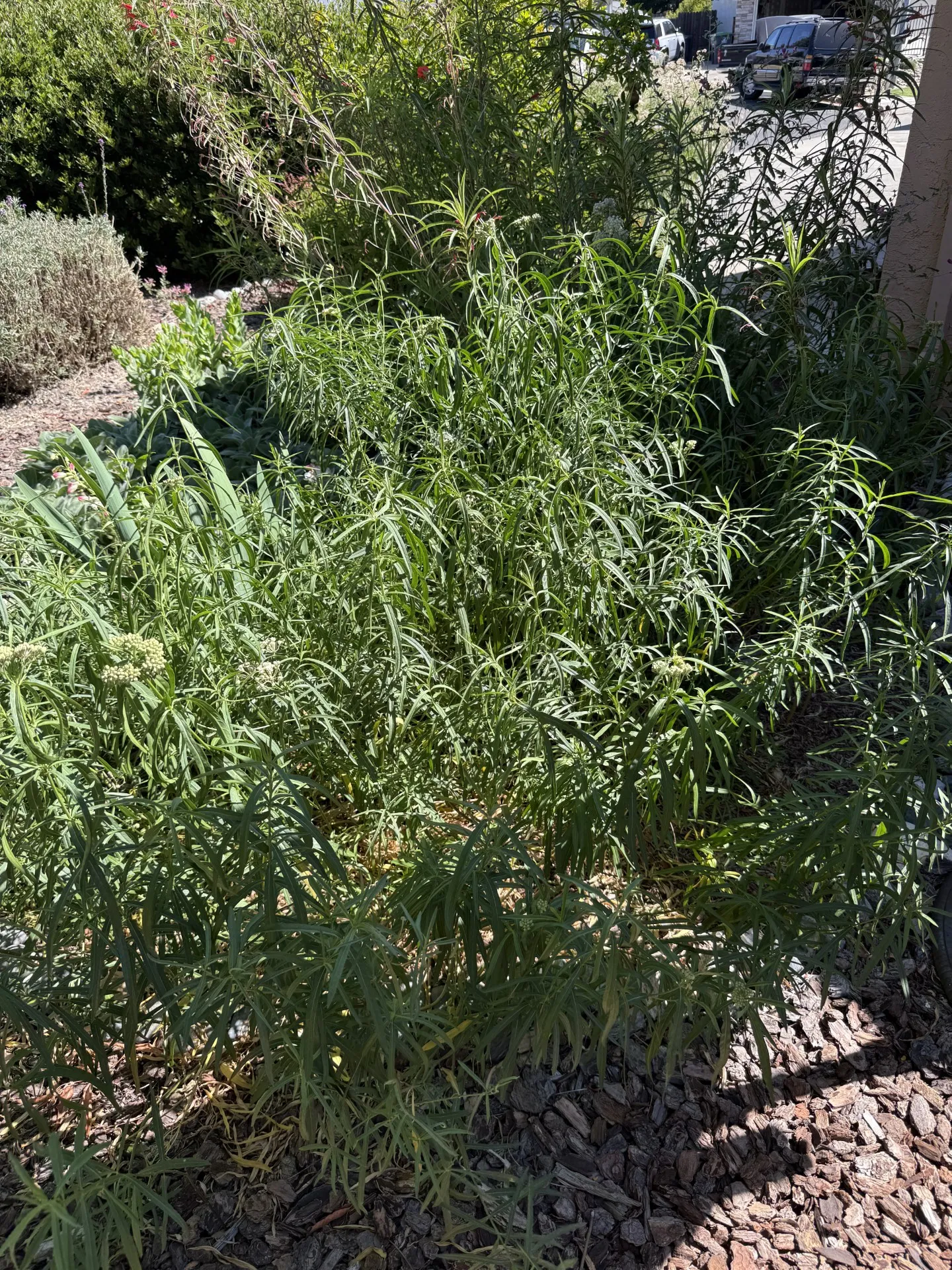 weeds that look similar to a milkweed plant