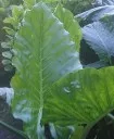 close up view of Elephant ears plant