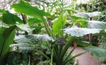 large green leaves of the elephant ears plant