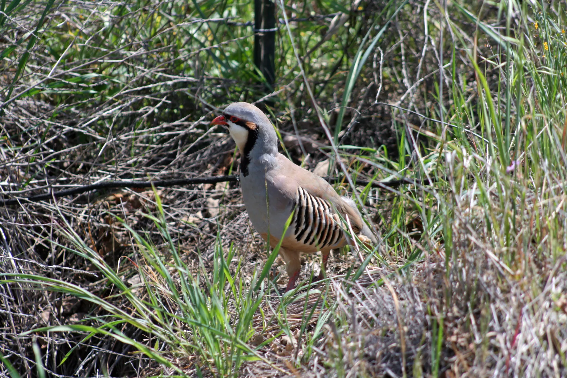 A chukar, a small game bird in scrub vegetation