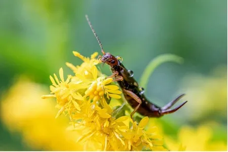 Earwig on a flower