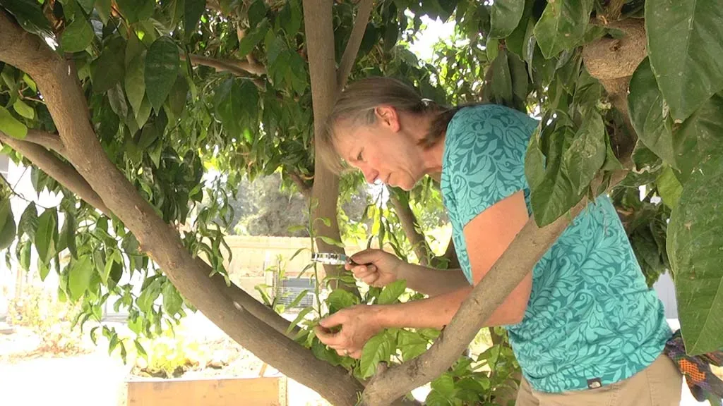 inspecting the news growth on citrus for signs of Asian citrus psyllid