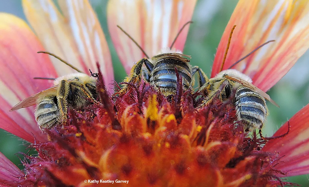 Longhorn bees asleep in a Vacaville pollinator garden. (Photo by Kathy Keatley Garvey)