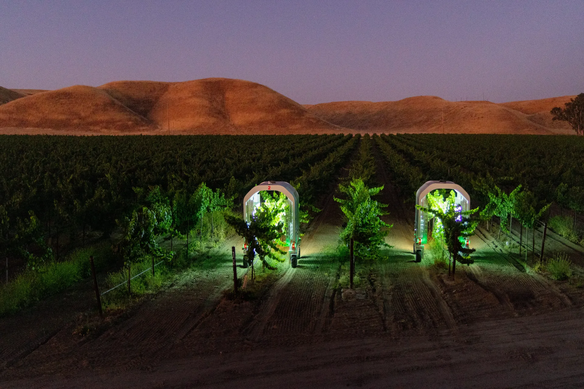 Autonomous robots treat grapevines with UV-C light at night to control powdery mildew