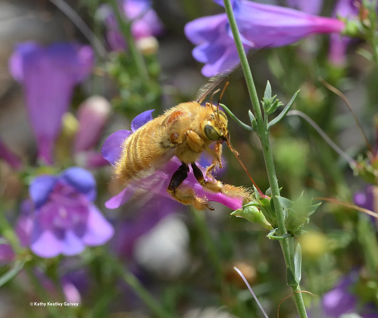 A male Valley carpenter bee leaving the "scene of the crime," after drilling a hole in the corolla and robbing nectar.