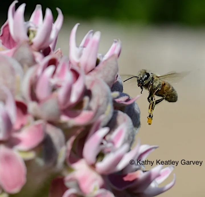 Honey bee with a load of sticky pollinia. (Photo by Kathy Keatley Garvey)