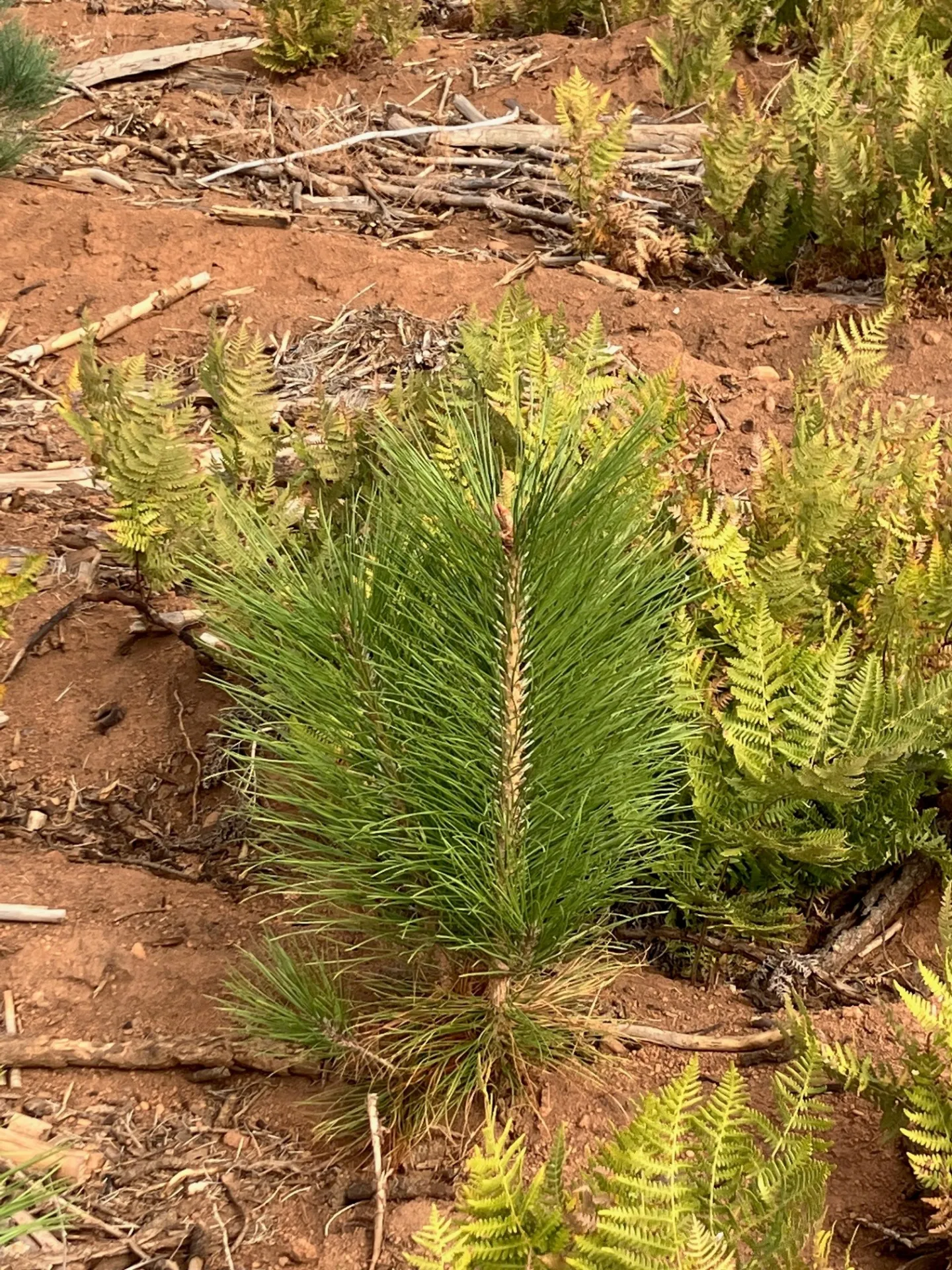 Seedling planted after a fire growing well.