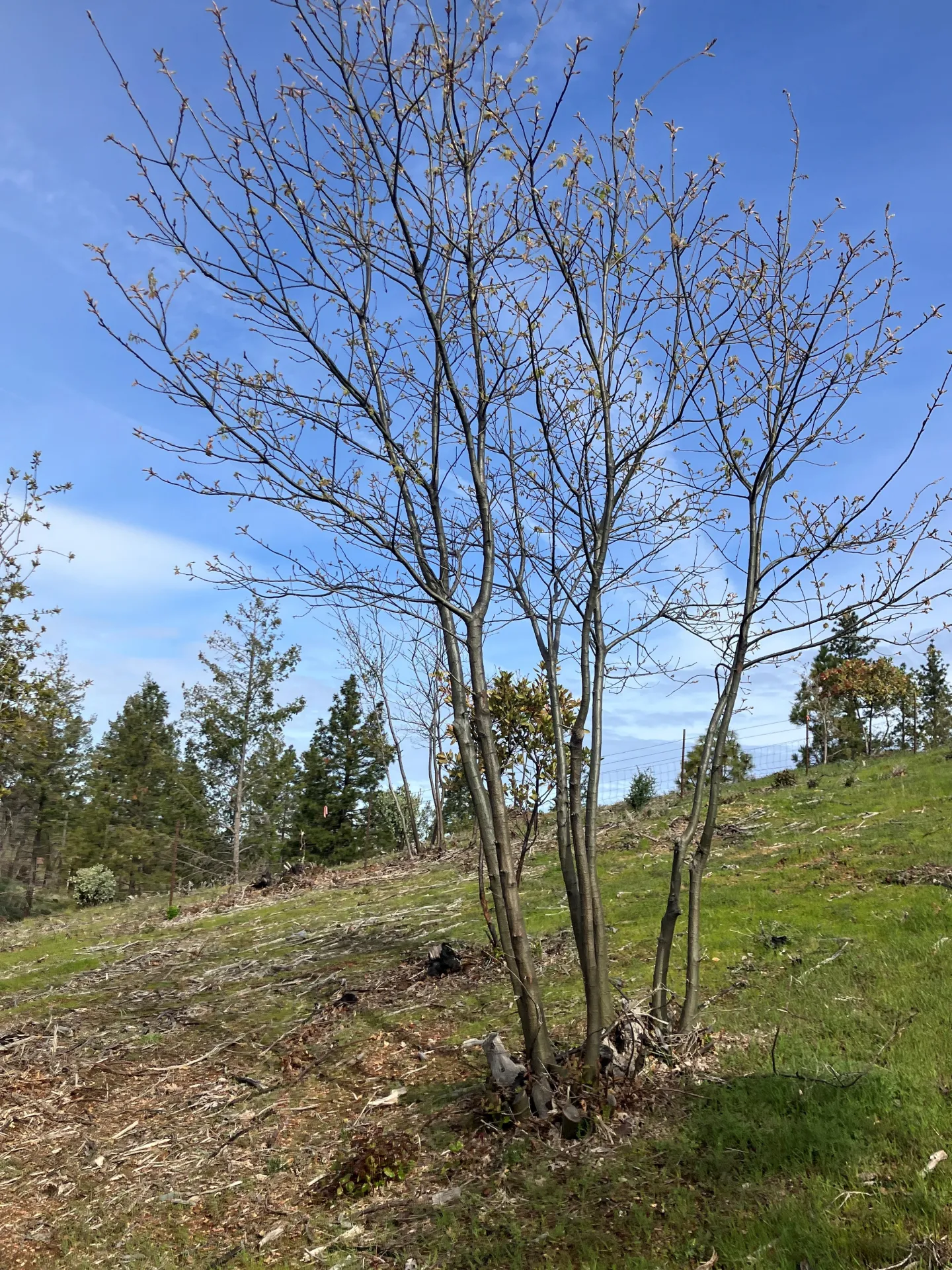 black oak topkilled by the 2018 Camp Fire that resprouted and was pruned to develop a tree form by March of 2025