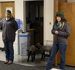 4H youth with lambs