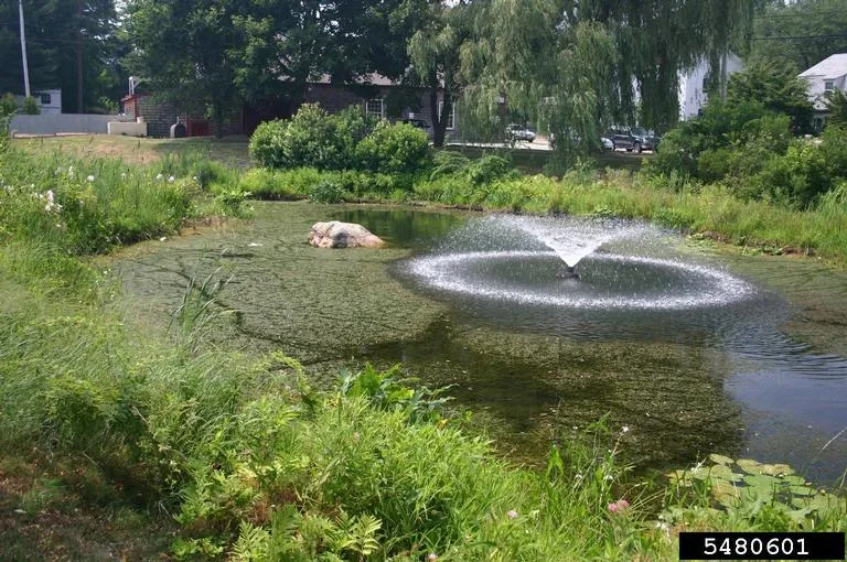 A residential pond overtaken by invasive aquatic plants