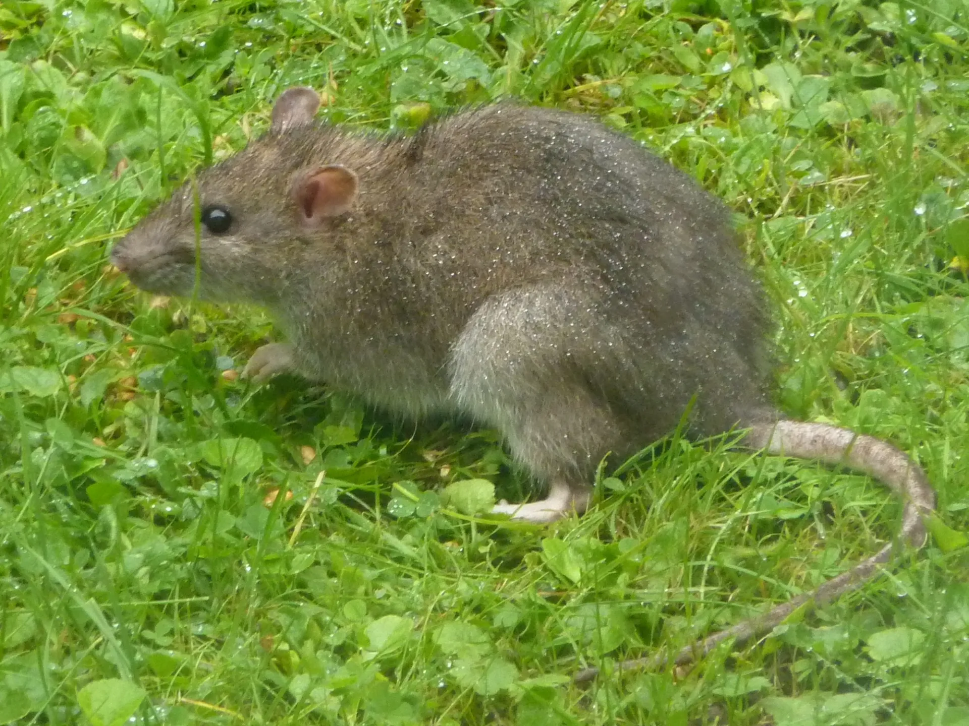 rat on the lawn